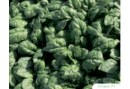 Спирос F1 - семена шпината, 50 000 семян, Bejo/Бейо (Голландия) фото, цена